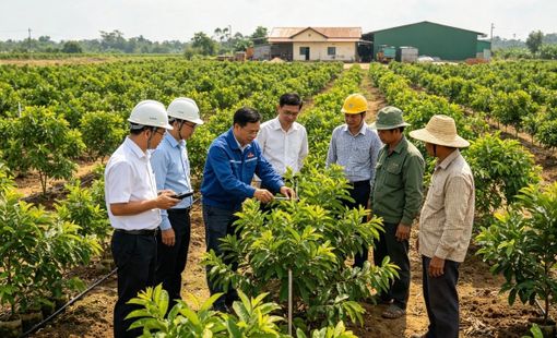 Liên kết nông dân – doanh nghiệp: Từ hợp đồng vùng nguyên liệu đến kinh nghiệm góp đất