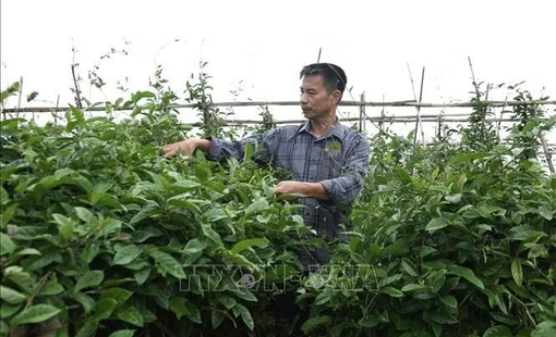 Phú Thọ hình thành vùng dược liệu gắn với chế biến và xây dựng thương hiệu