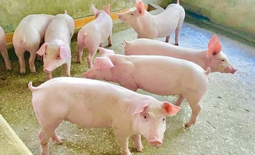 Giá heo hơi hôm nay 26/9: Chỉ còn 2 địa phương giữ giá 60.000 đồng/kg