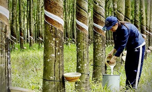Giá cao su hôm nay 28/9: Thị trường thế giới tăng, giá mủ trong nước ổn định