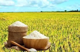 Giá lúa gạo ngày 29/9: Nguồn Thu Đông tăng, giá xuất khẩu giảm
