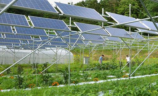 Nông điện kết hợp: Khi một diện tích đất cùng sản xuất lương thực và năng lượng