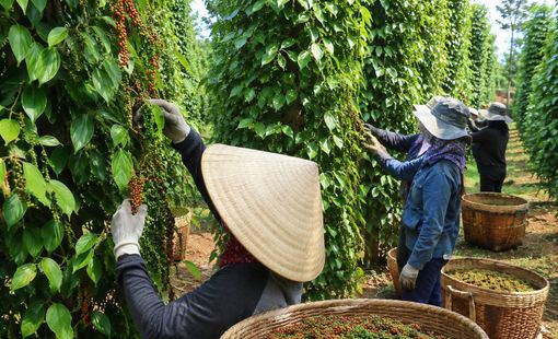 Giá tiêu hôm nay 29/9/2026: Thị trường đi ngang sau tuần giảm