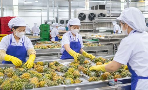 Hết mùa vẫn chạy máy: Doanh nghiệp nông thôn hướng tới sản xuất quanh năm