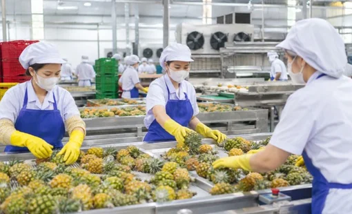 Hết mùa vẫn chạy máy: Doanh nghiệp nông thôn hướng tới sản xuất quanh năm