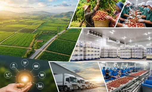 Vùng nguyên liệu lớn lên, ai sẽ hưởng lợi trước?