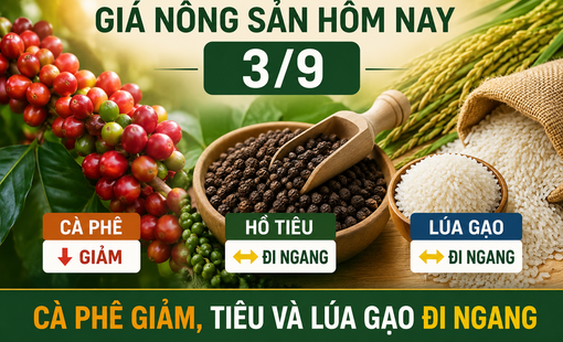 Giá nông sản hôm nay 3/9: Cà phê tiếp tục giảm, tiêu và lúa gạo ổn định