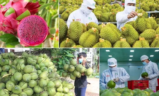 Xuất khẩu rau quả 8 tháng vượt 6 tỷ USD: Tháo nút thắt vùng nguyên liệu, mở dư địa tăng trưởng