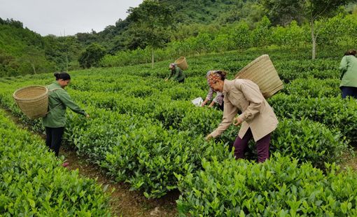 Đề xuất hỗ trợ tối đa 80% chi phí phát triển vùng nguyên liệu