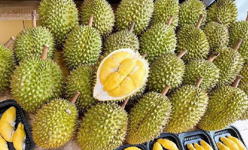 Giá sầu riêng hôm nay 3/9: Hàng đẹp giữ giá cao, xuất khẩu tiếp tục tạo động lực