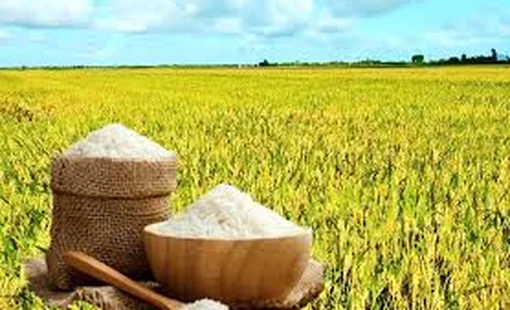 Giá lúa gạo hôm nay 30/9/2026: Thị trường trong nước đi ngang, giá xuất khẩu ổn định