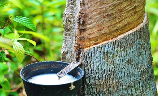 Giá cao su hôm nay 4/9: Thế giới tiếp đà giảm, trong nước ổn định