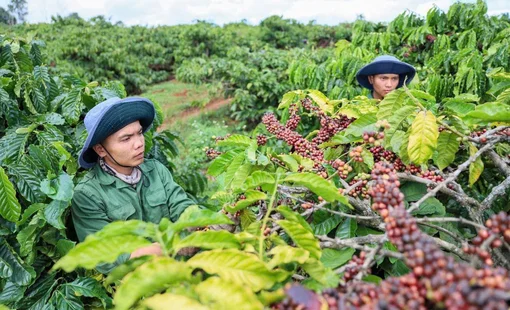Giá nông sản hôm nay 4/9: Cà phê tiếp tục giảm, lúa tươi đồng loạt hạ giá