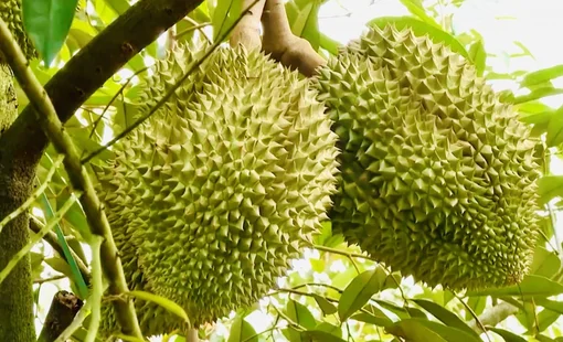 Giá sầu riêng hôm nay 4/9: Sầu Thái loại A tại Đắk Lắk tăng giá