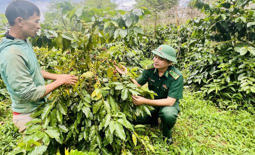 Quảng Trị nâng tầm OCOP từ vùng nguyên liệu đến chuỗi giá trị