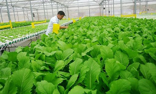 Nông nghiệp Đà Nẵng chuyển mình theo hướng xanh, an toàn và bền vững