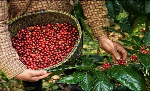 Xuất khẩu cà phê: Dư địa rộng mở từ chế biến sâu