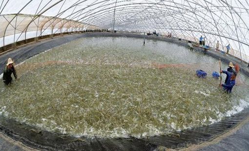 Vĩnh Long mở rộng nuôi tôm công nghệ cao, hướng tới gia tăng giá trị xuất khẩu