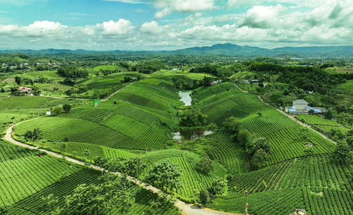 HTX ở Thái Nguyên kết hợp sản xuất xanh với chuyển đổi số, nâng giá trị nông sản