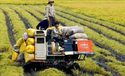 Việt Nam đang có nhiều cơ hội phát triển nông nghiệp xanh bền vững