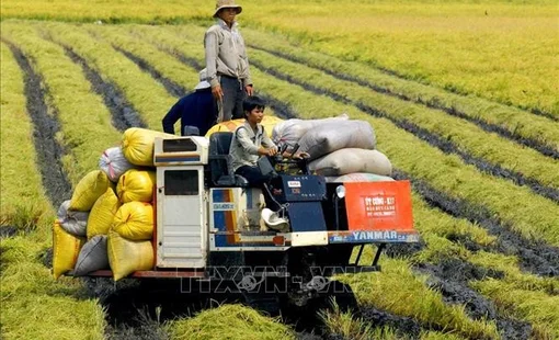 Việt Nam đang có nhiều cơ hội phát triển nông nghiệp xanh bền vững