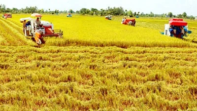 Từ ruộng nhỏ manh mún đến cánh đồng lớn: Bước chuyển của nông nghiệp vùng Đồng bằng sông Hồng