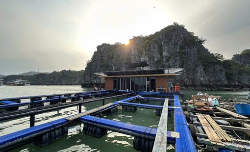 Nuôi trồng thủy sản tạo chuỗi liên kết xanh