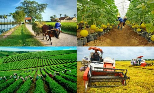 Doanh nghiệp nông thôn đẩy mạnh sản xuất, nâng cao giá trị sản phẩm địa phương