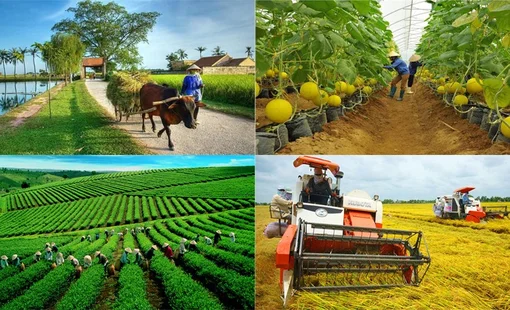 Doanh nghiệp nông thôn đẩy mạnh sản xuất, nâng cao giá trị sản phẩm địa phương
