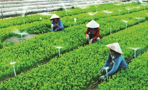 Hợp tác xã: Động lực thúc đẩy phát triển công nghiệp nông thôn