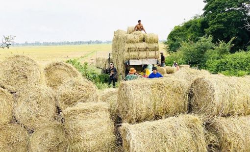 Từ rơm rạ đến nguồn tài nguyên cho nông nghiệp xanh