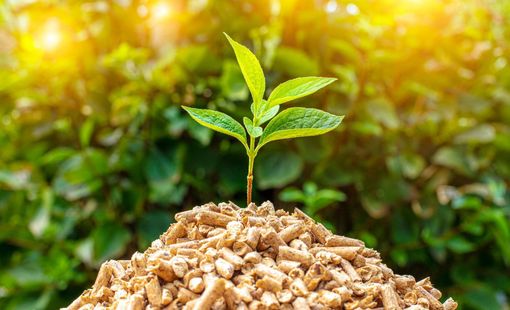 Trấu: Nguồn nhiên liệu tiềm năng cho năng lượng sinh khối