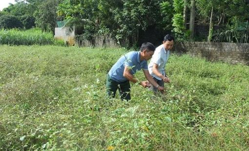 Thanh Hóa: Nâng tầm giá trị cây dược liệu, từ tiềm năng đến phát triển bền vững