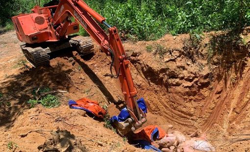 Miền Trung kiểm soát dịch tả lợn châu Phi, hướng dẫn người dân tái đàn an toàn