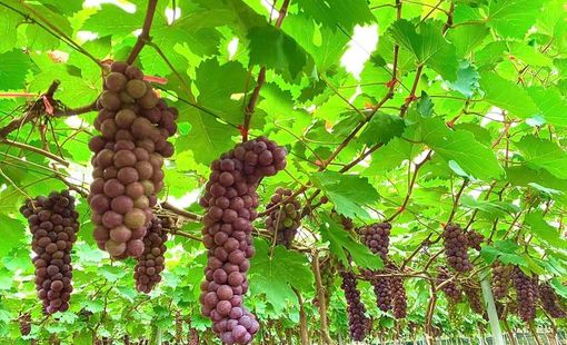 Phát triển sản phẩm OCOP từ vùng đất bãi