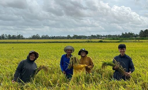 Những bước tiến vượt bậc trong canh tác lúa chất lượng cao, phát thải thấp