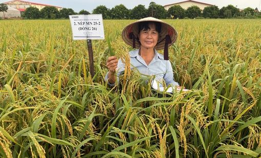 Người 'gieo vàng" trên những cánh đồng quê hương
