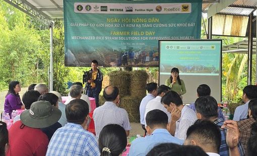 'Biến rơm rạ thành vàng': Nông dân Cần Thơ tiên phong ứng dụng công nghệ xử lý rơm bền vững