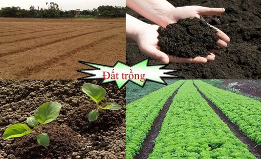 Cần sớm ban hành bộ tiêu chí 'sức khỏe đất lúa'