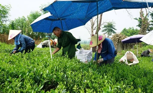 Sức vươn mình nơi vùng quê Phú Thịnh