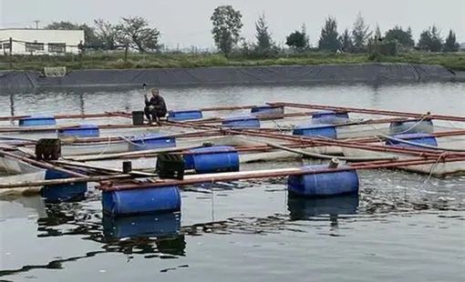 Tổng hợp nhu cầu giống, vật tư thủy sản để khôi phục sản xuất sau mưa lũ