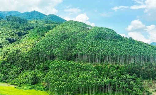 Nâng cao ý thức trồng cây xanh sau '1 tỷ cây xanh Việt Nam'