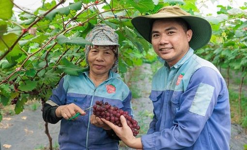 Nông nghiệp xanh – động lực mới cho nông thôn Hà Nội năm 2026