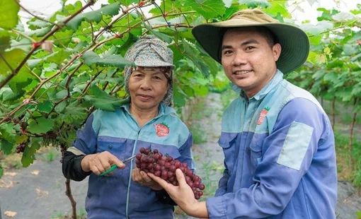 Nông nghiệp xanh – động lực mới cho nông thôn Hà Nội năm 2026