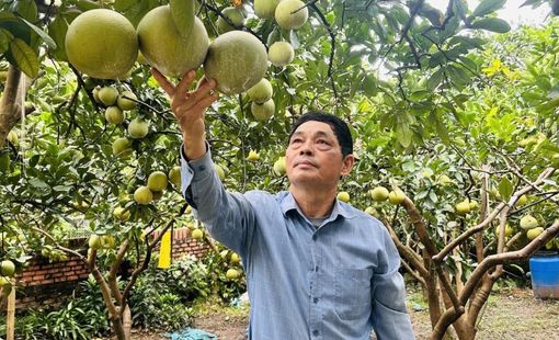 Hợp tác xã sản xuất bưởi an toàn Quế Dương: Mô hình điểm về liên kết sản xuất theo chuỗi giá trị