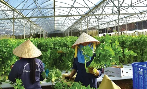 Xây dựng nông thôn mới phát triển toàn diện tại Lâm Đồng