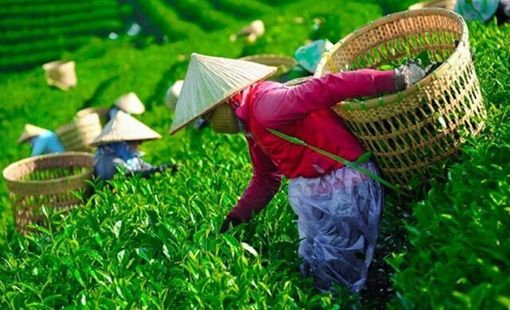 Khẩn trương 'mở lối' cho gần 500 container chè Việt Nam bị ùn ứ tại Pakistan