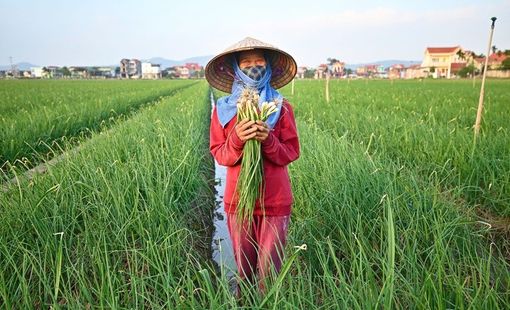 Thị trường rau củ nội địa: Cơ hội, thách thức và hướng phát triển