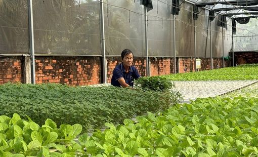 Công nghệ tưới tiết kiệm nước giải phóng sức lao động cho nông dân