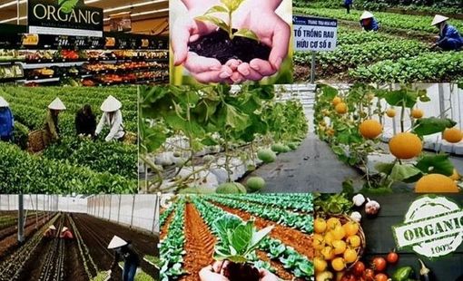 Nông sản sạch: Tuyến phòng thủ đầu tiên bảo vệ sức khỏe người dân